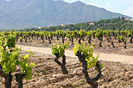 Troph�e Sant Joan - IMG_6316.jpg - biking66.com