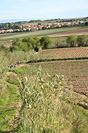 Trophe Sant Joan 2009 - Rgional UFOLEP - IMG_8241.jpg - biking66.com