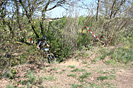 Trophe Sant Joan - IMG_3573.jpg - biking66.com