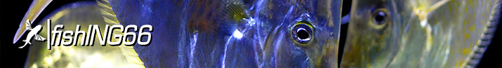 Poisson d'avril 2008 : fishING66 - 01/04/2008