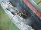 un longicorne sur un specialized ! - philgil.perez - biking66.com